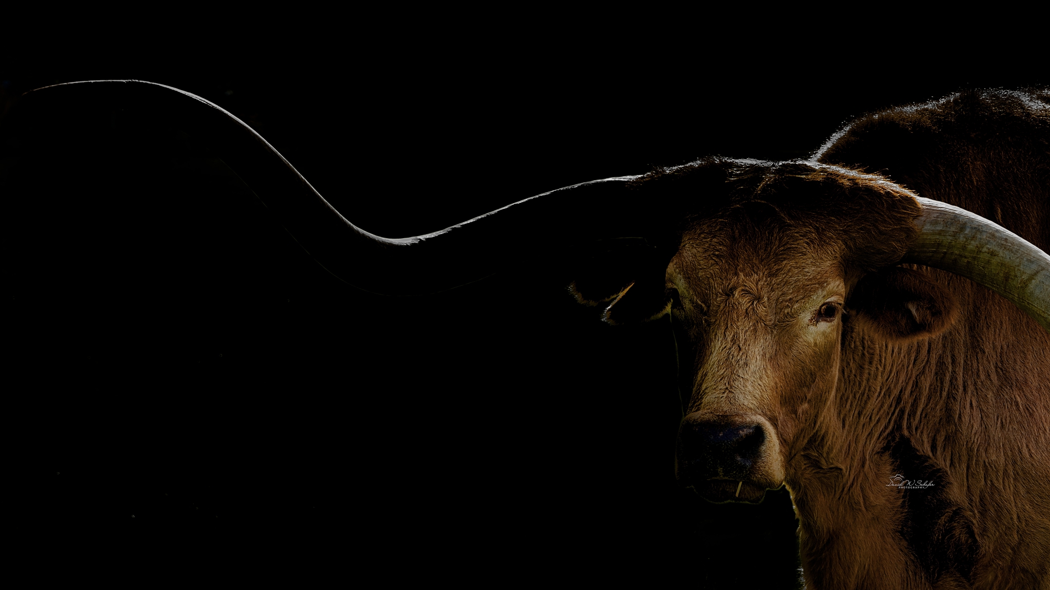 Click here to view Larry The Longhorn by David W Schafer