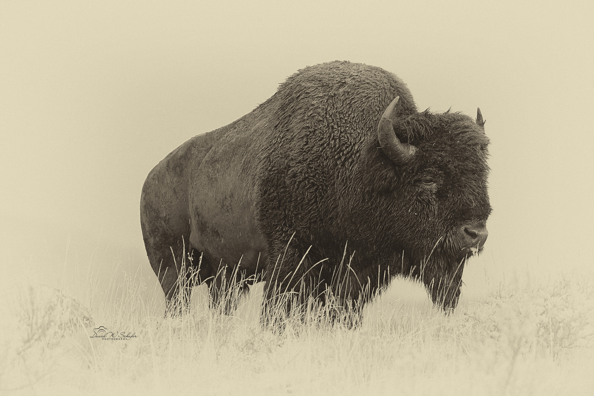 Buffalo Sentry by David W Schafer
