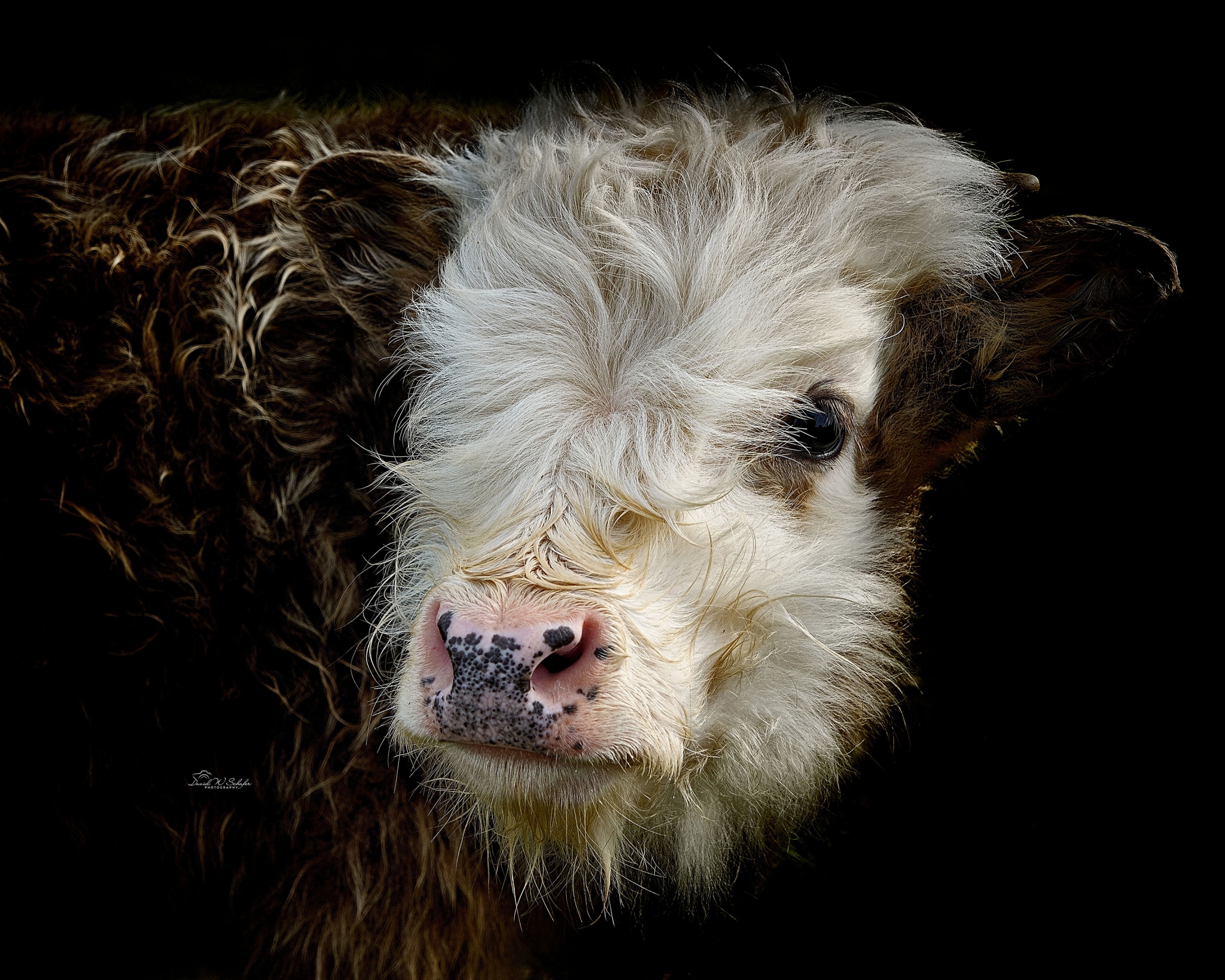 Click here to view Fuzzy Face (Innocence & Wonder) by David W Schafer