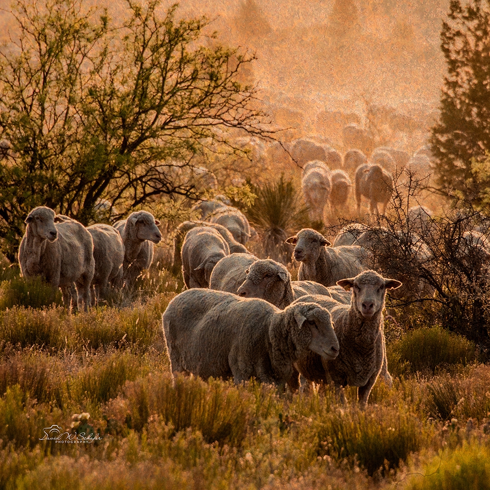 Click here to view Sheep artwork by David W Schafer