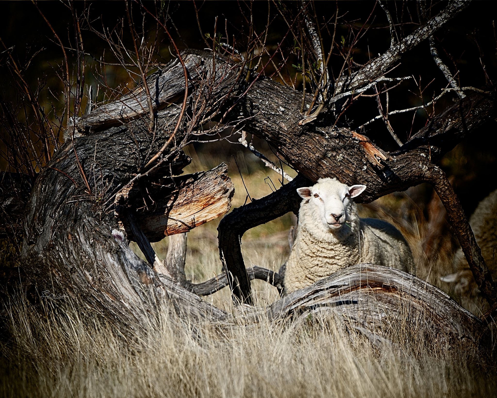 Click here to view Romney Ram by David W Schafer