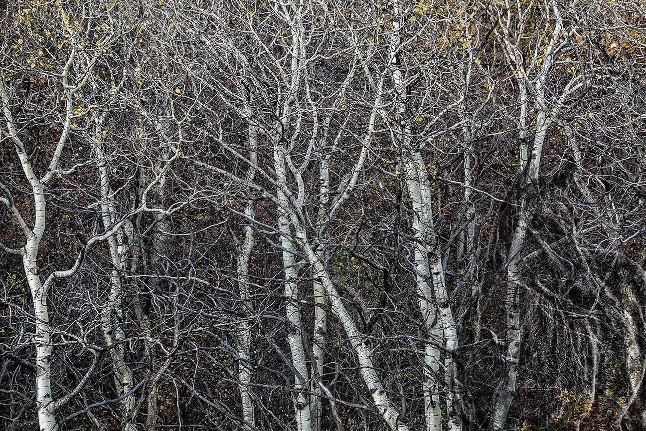 Aspen Mare by David W Schafer