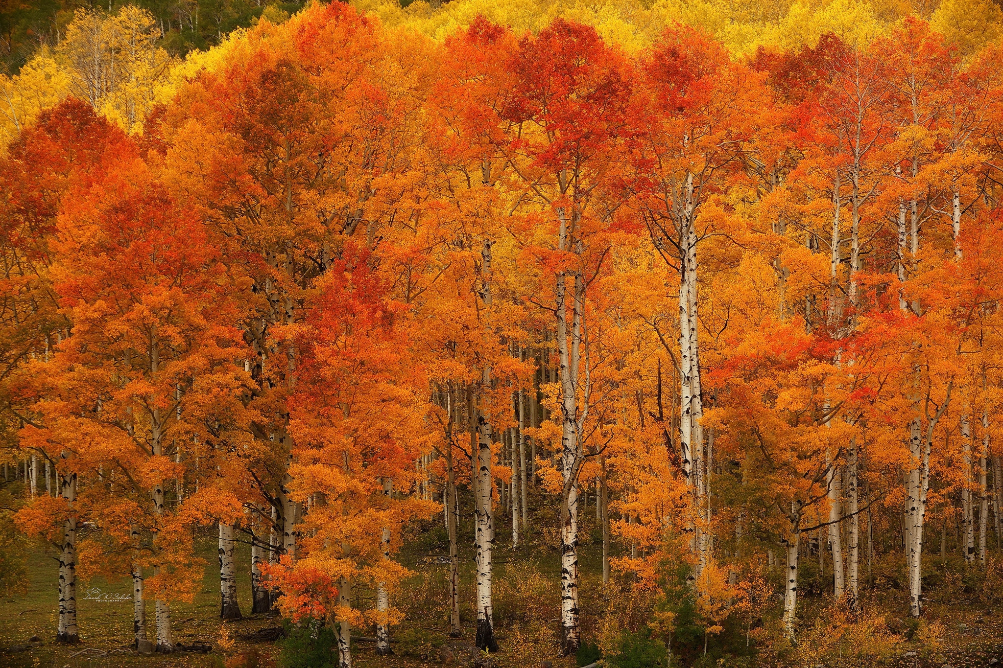 Click here to view Landscape artwork by David W Schafer