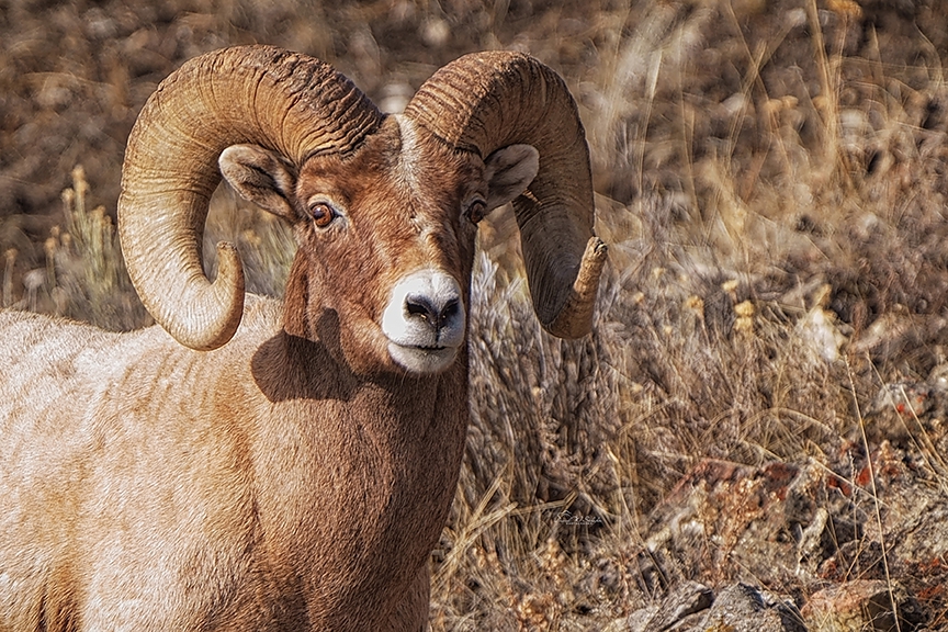 Bighorn Ram by David W Schafer