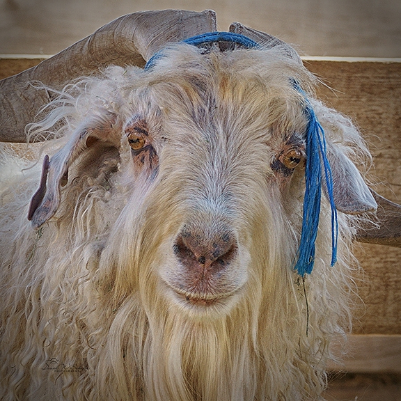 Click here to view Goats artwork by David W Schafer