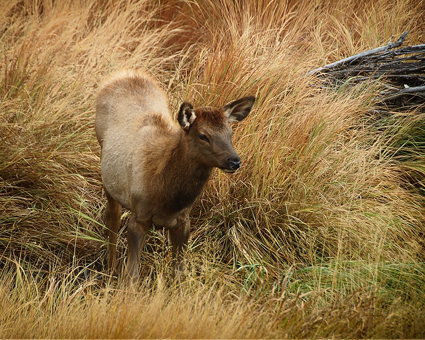 Elk Calf by David W Schafer