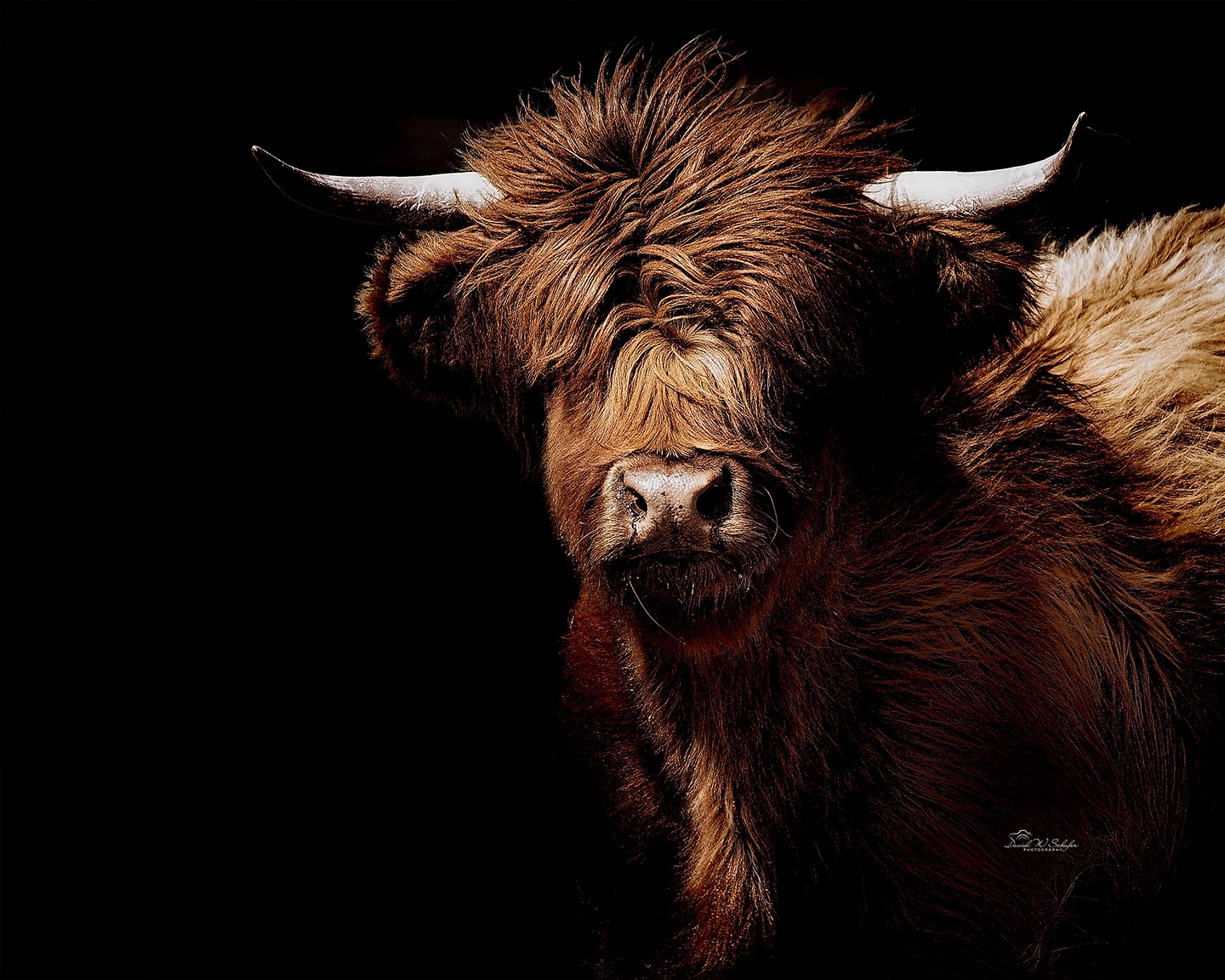 Click here to view Fluffy Red-Headed Highland by David W Schafer
