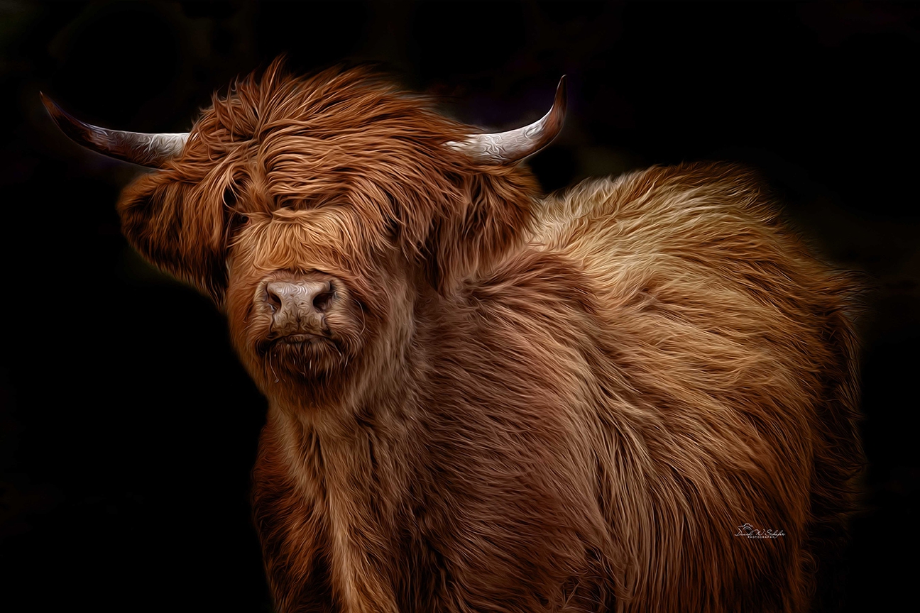 Click here to view Glamour Cow by David W Schafer