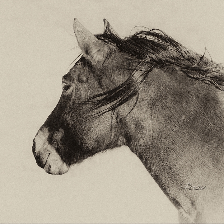 Click here to view Lady Looking Away by David W Schafer
