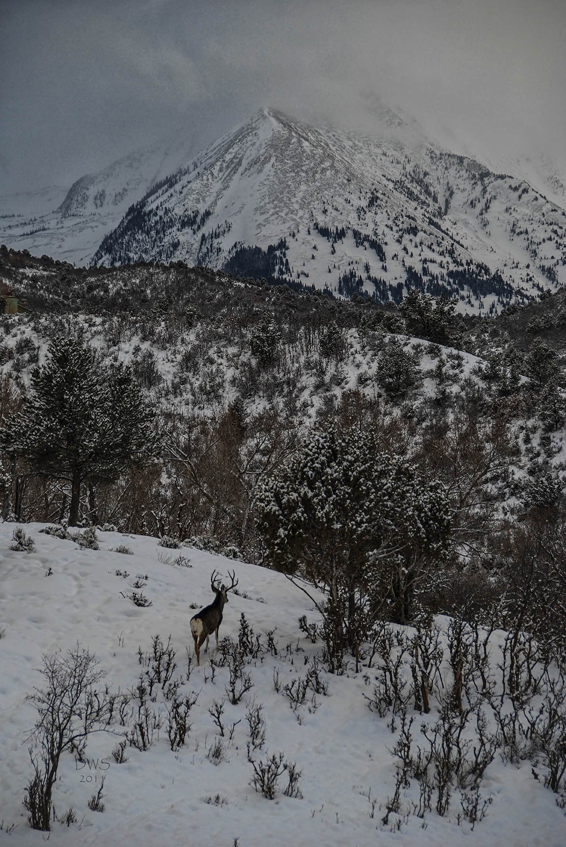Click here to view Lone Buck by David W Schafer