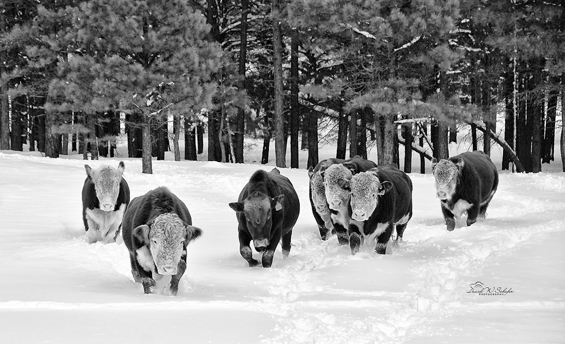 Click here to view Lookin' for Hay by David W Schafer