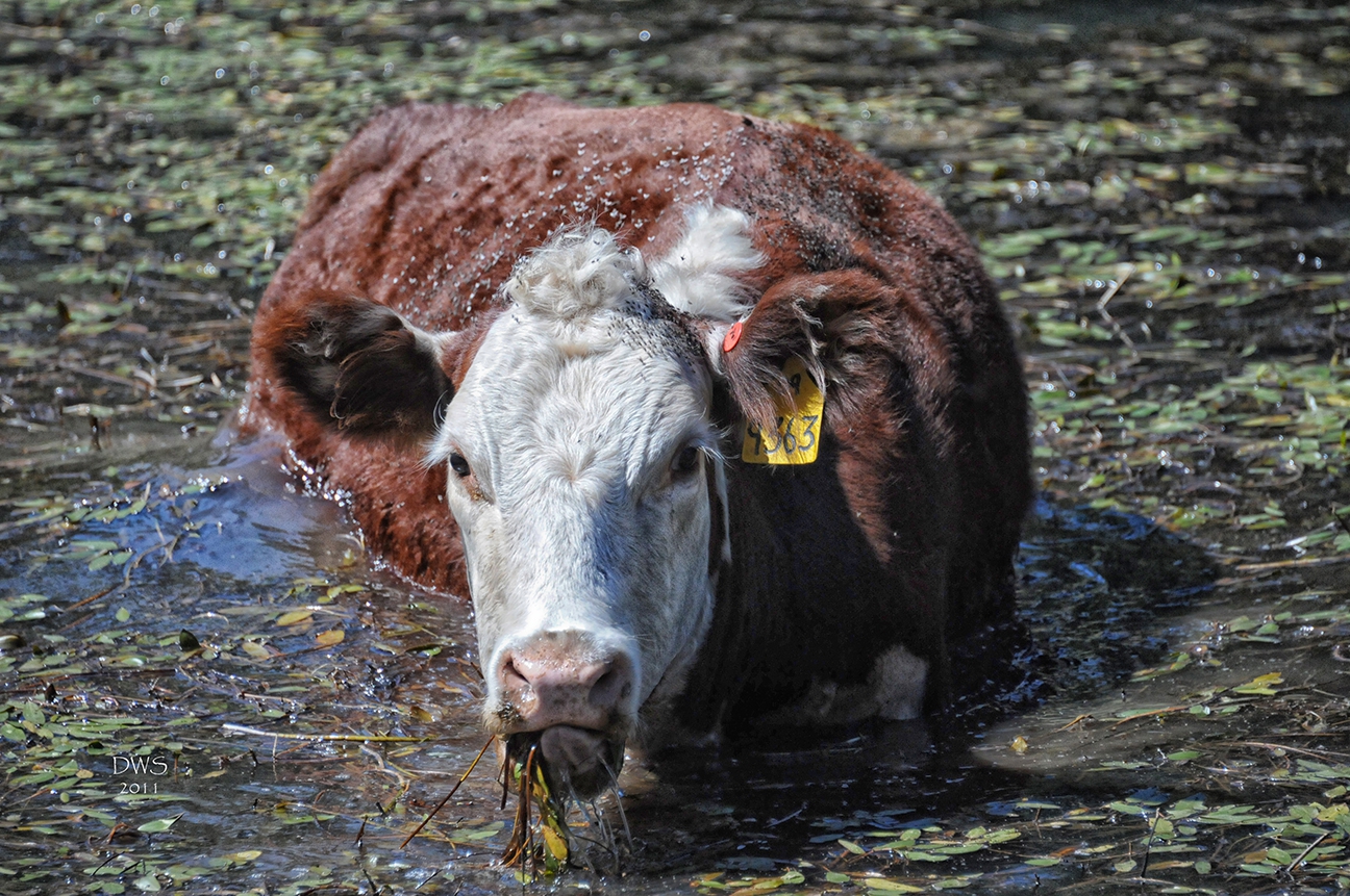 Click here to view Moooose by David W Schafer