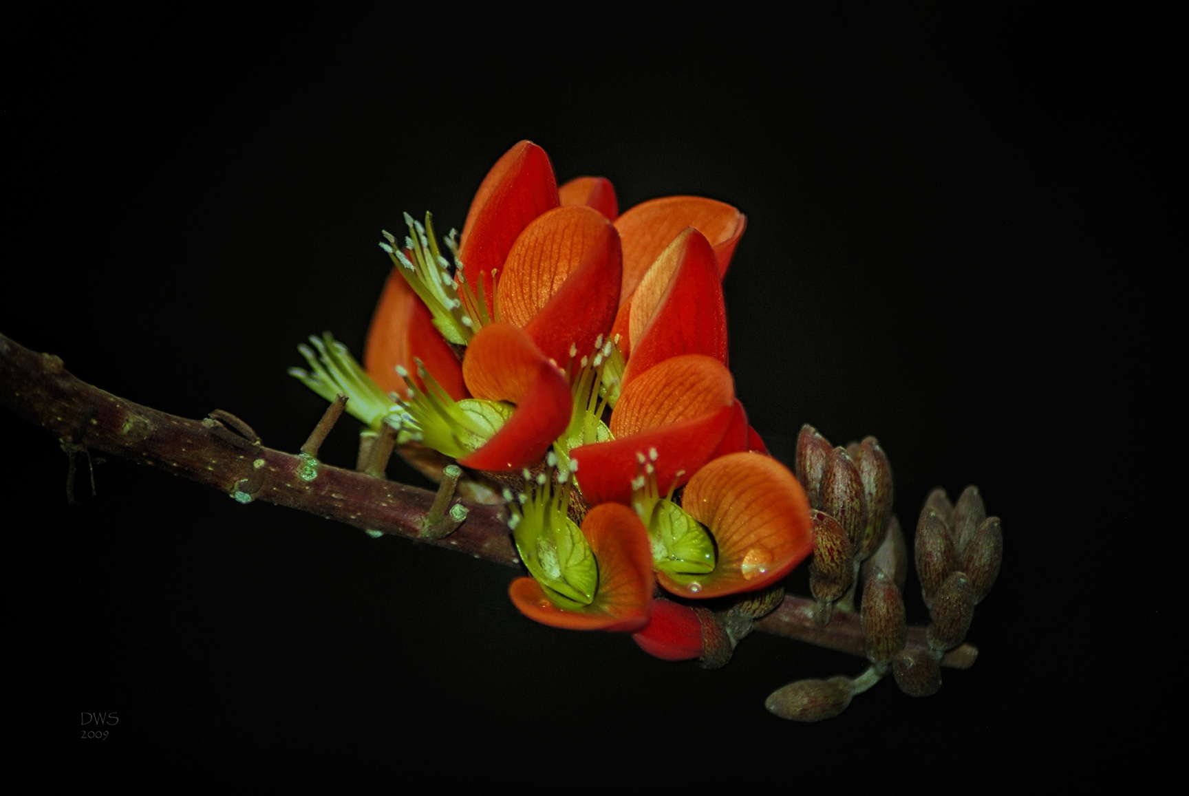 Click here to view Botanicals artwork by David W Schafer