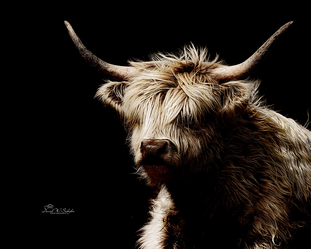 Highland Grace by David W Schafer