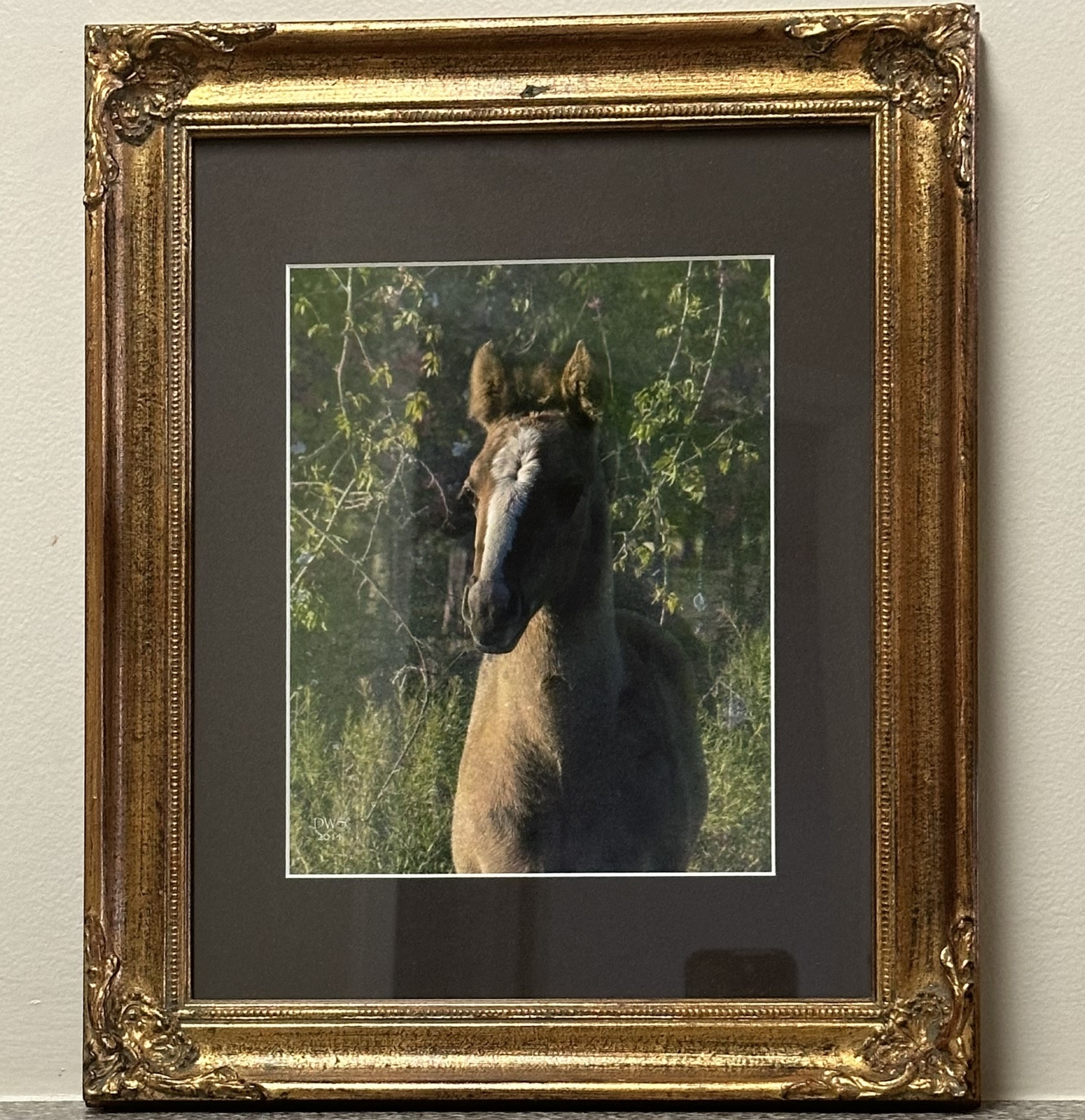 Click here to view Blaze-faced Colt by David W Schafer