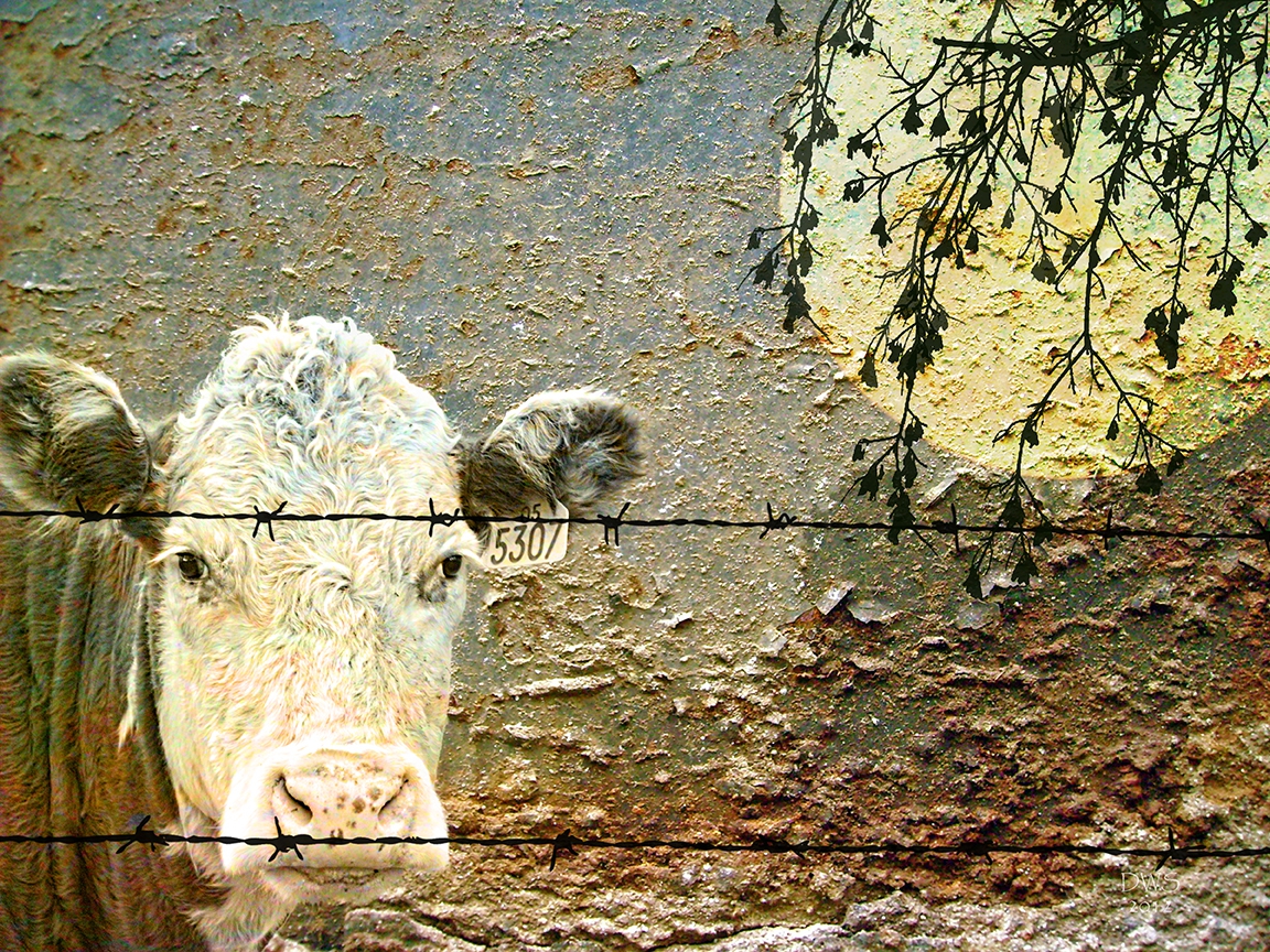 Click here to view Cow 5307 by David W Schafer