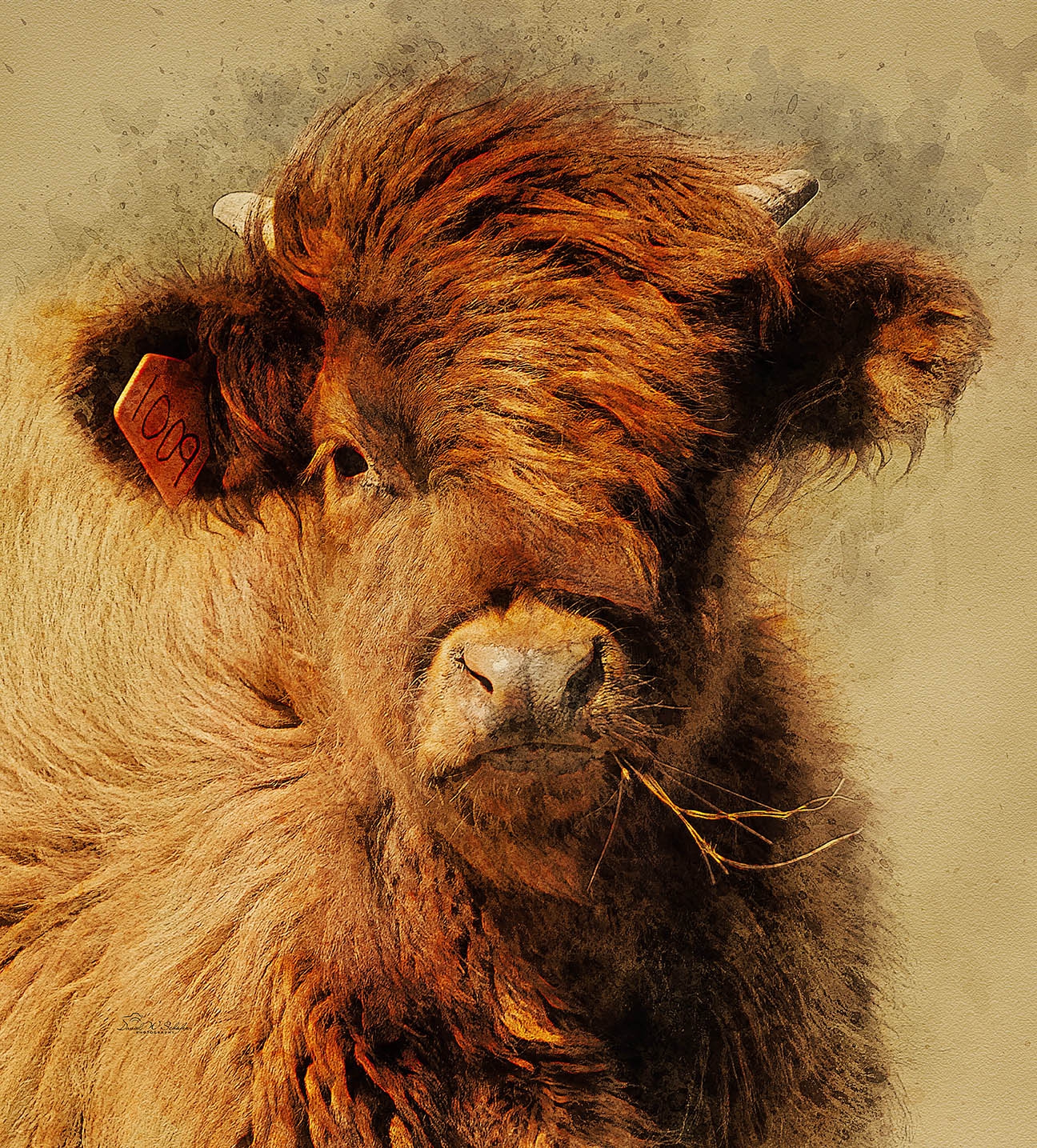 Windblown Highland Youth by David W Schafer