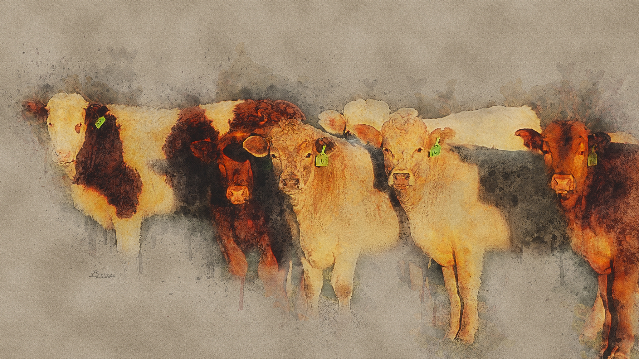 Sun-Kissed Steers by David W Schafer