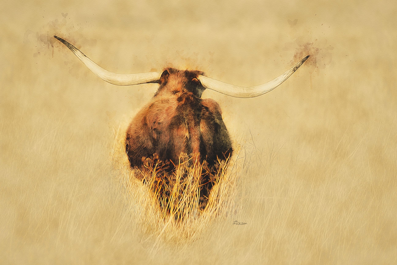 Longhorn Rearview by David W Schafer