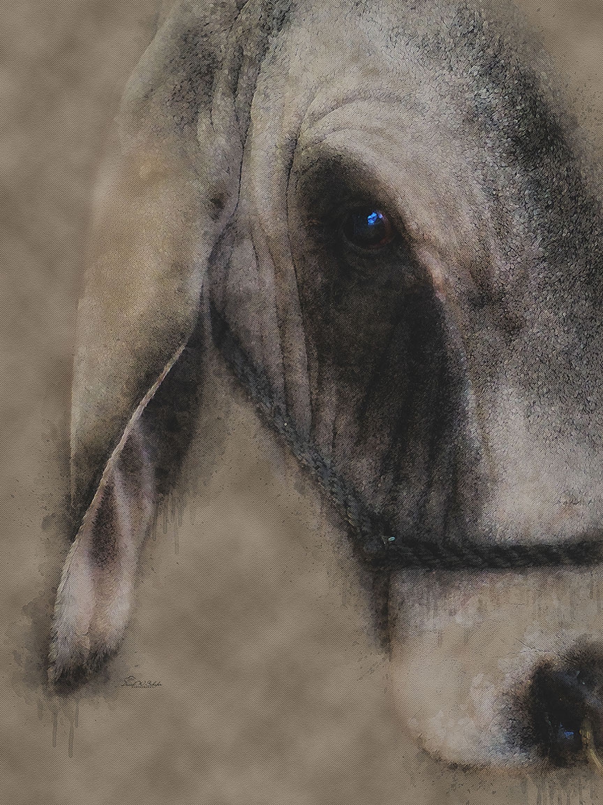 Click here to view Brahman Bull Serenity by David W Schafer