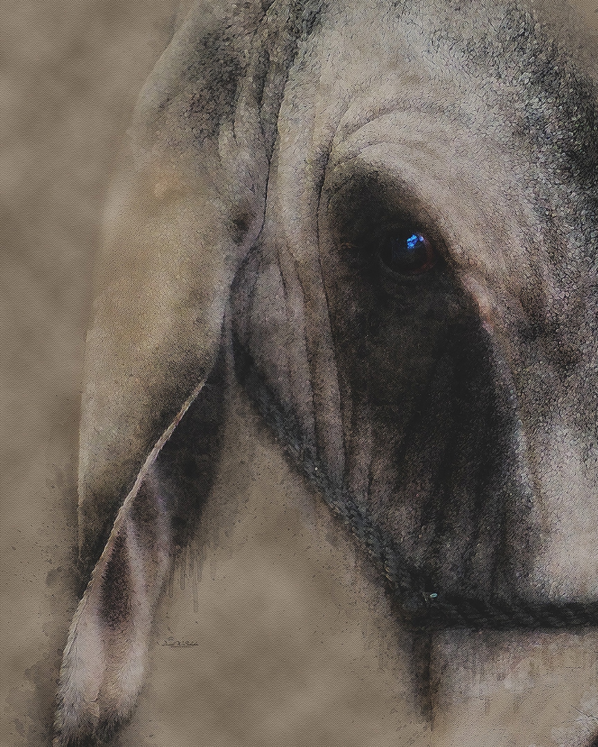 Bull's Eye Serenity by David W Schafer