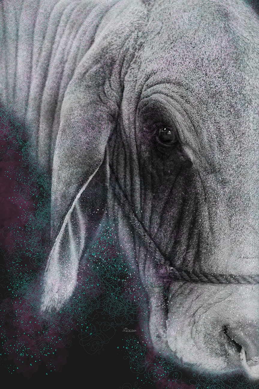 Wrinkly Warrior by David W Schafer