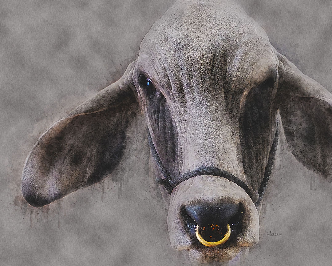 Click here to view Formidabull by David W Schafer