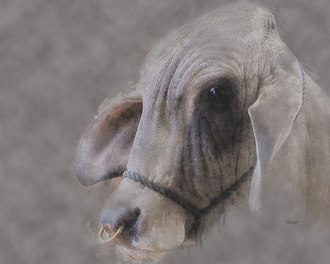 Intense Focused Bull by David W Schafer