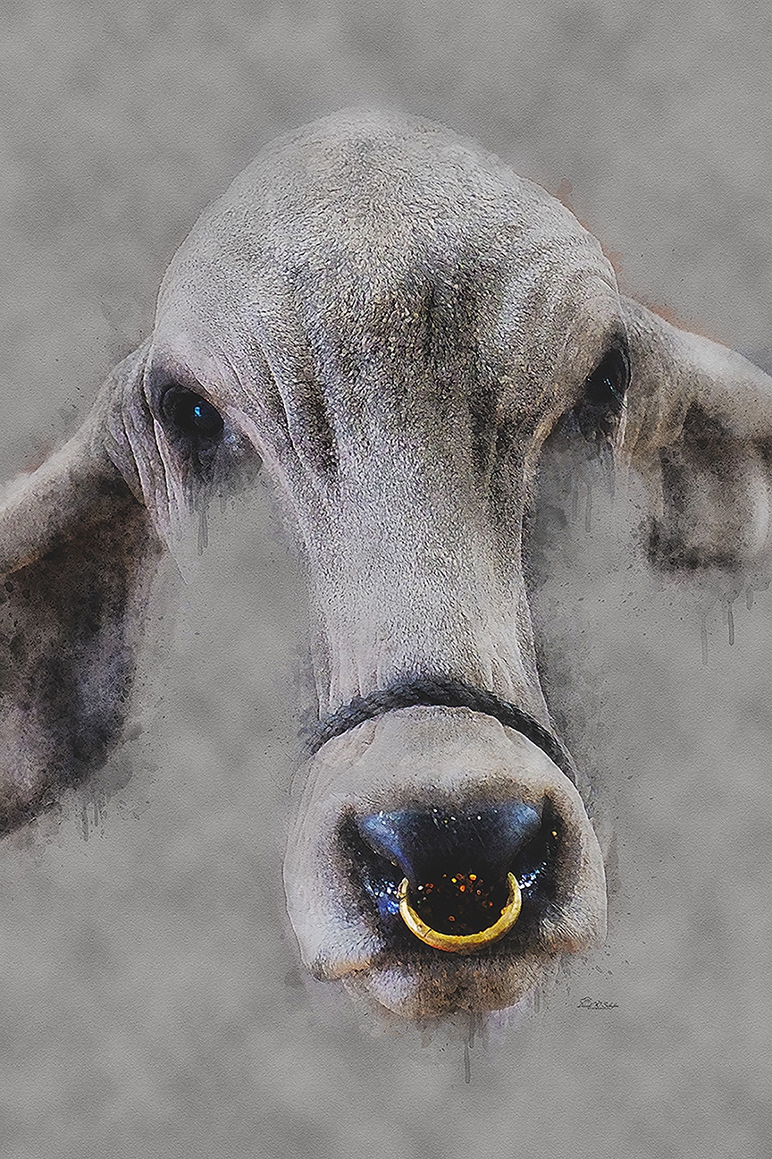 Click here to view Bull Ring by David W Schafer