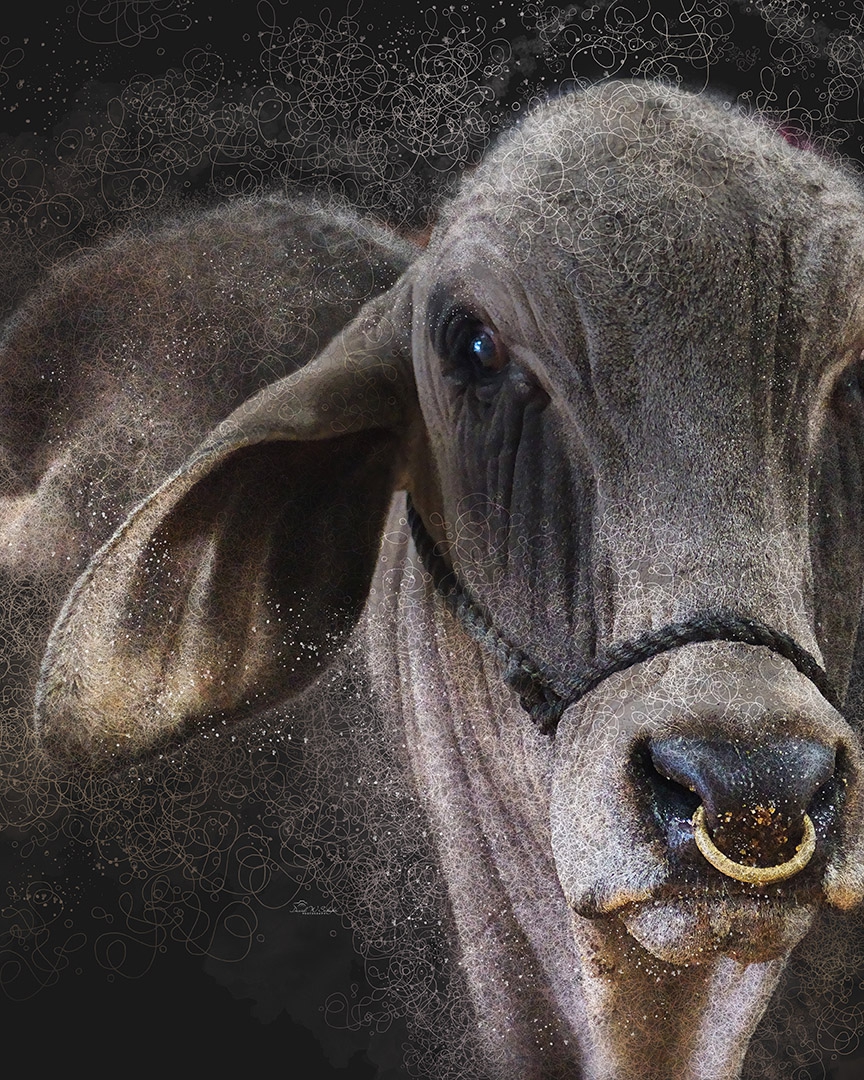 Mystic Elegance of a Bull by David W Schafer