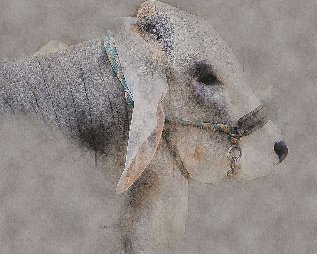 Gentle Strength In Profile by David W Schafer