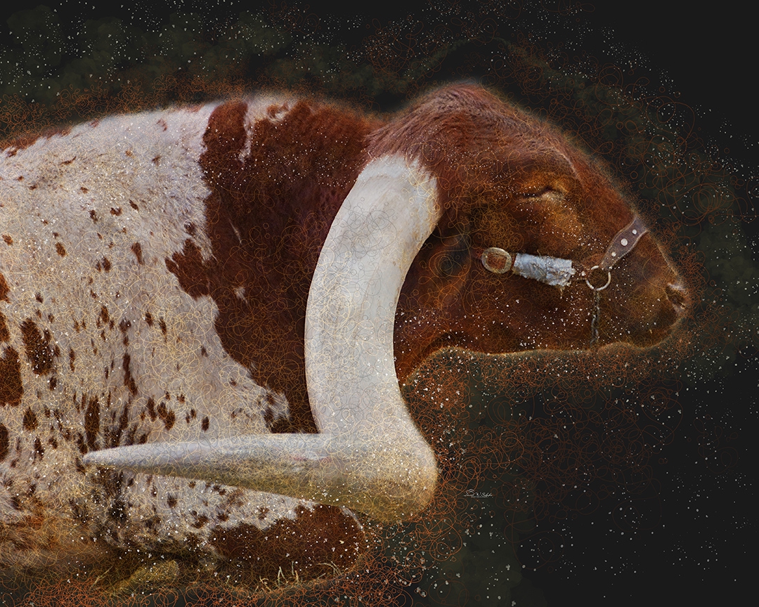 Click here to view Lounging Longhorn by David W Schafer