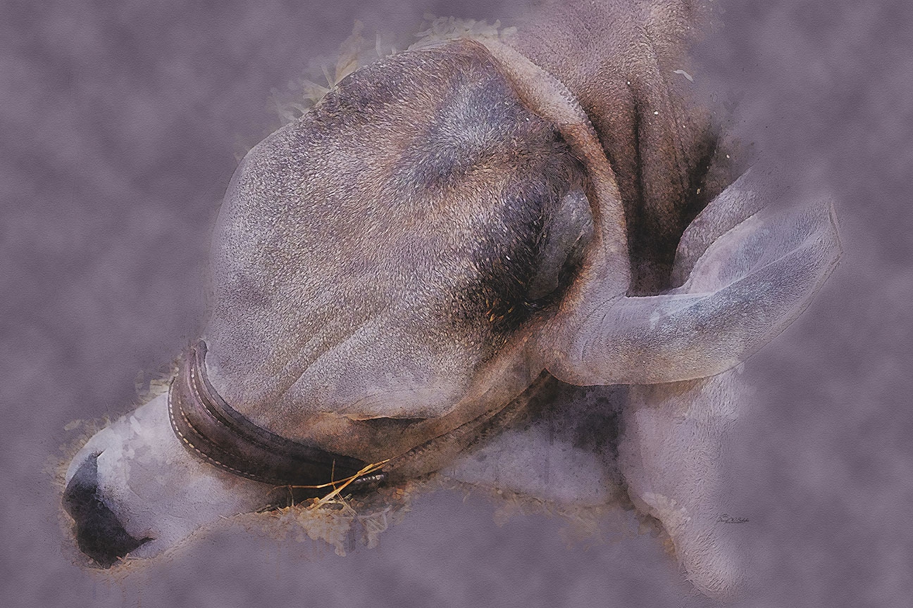 Restful Repose by David W Schafer