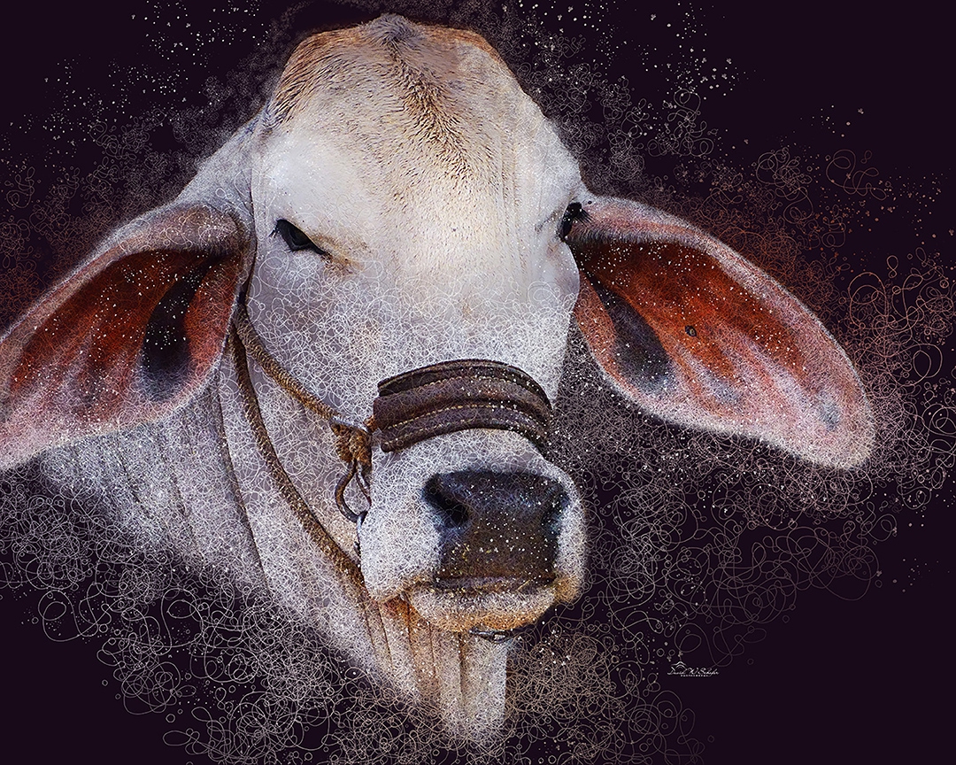 Click here to view Brahman Bovine Beauty by David W Schafer