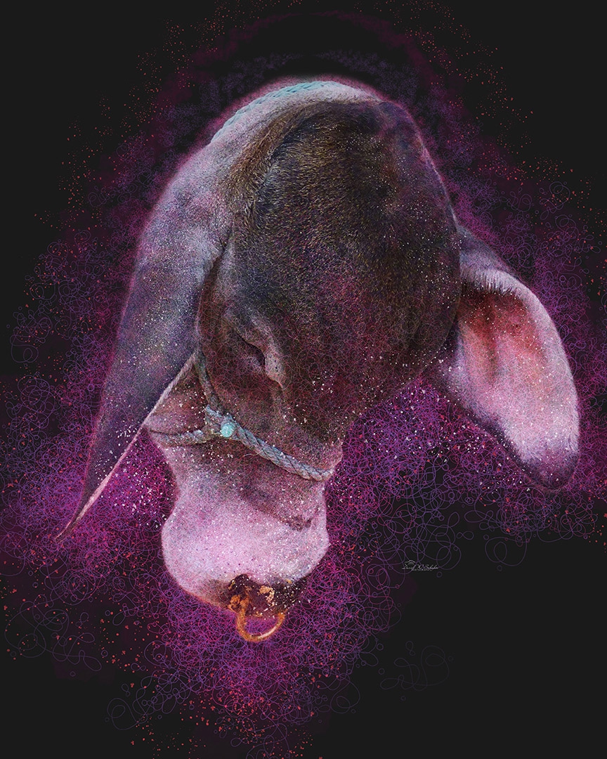 Click here to view Cosmic Bull Repose by David W Schafer