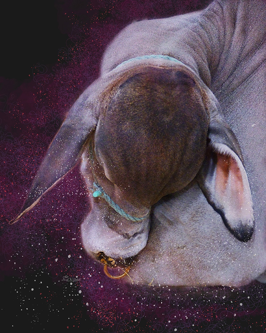 Bull Dozing by David W Schafer