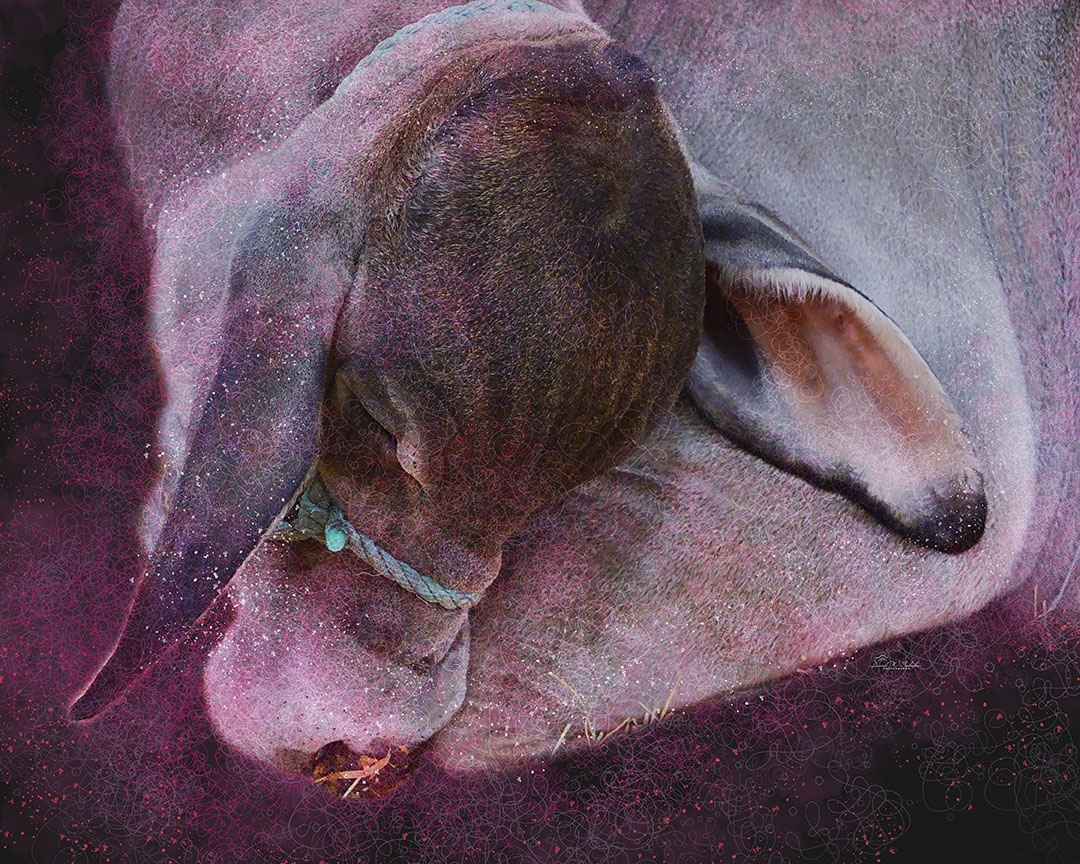 Cosmic Zen: Bovine Slumber by David W Schafer