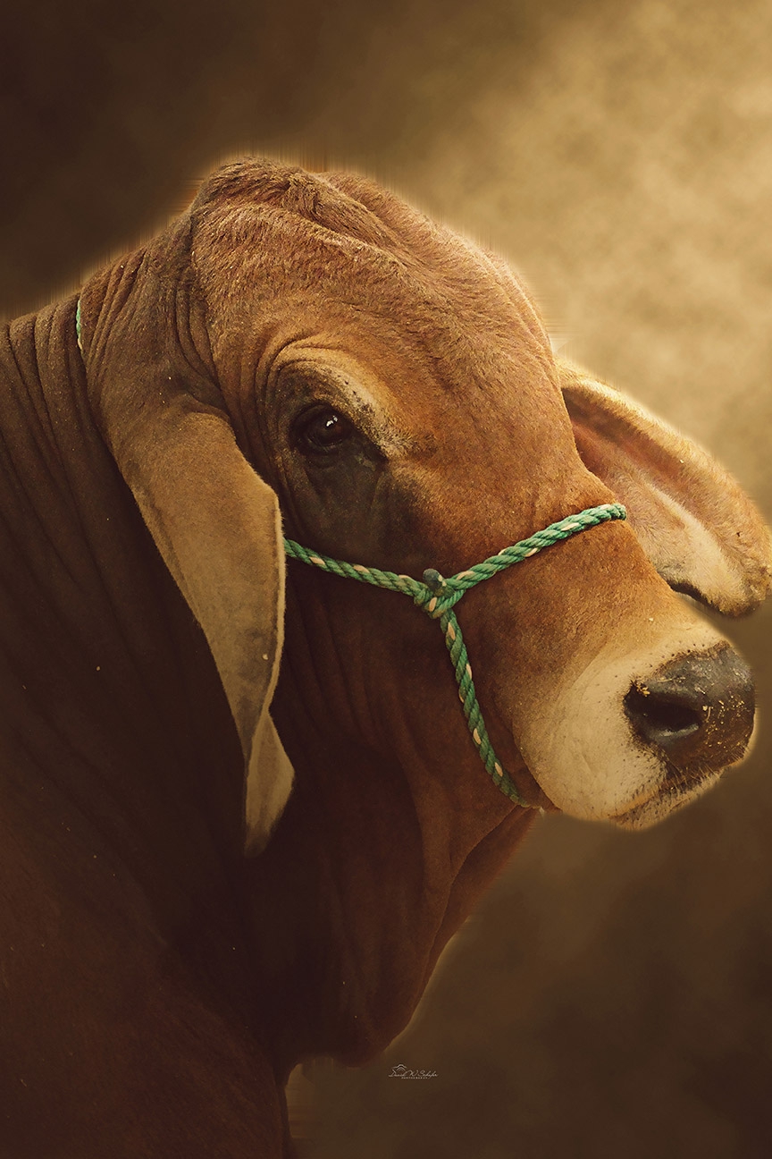 Click here to view Brahman Portrait by David W Schafer