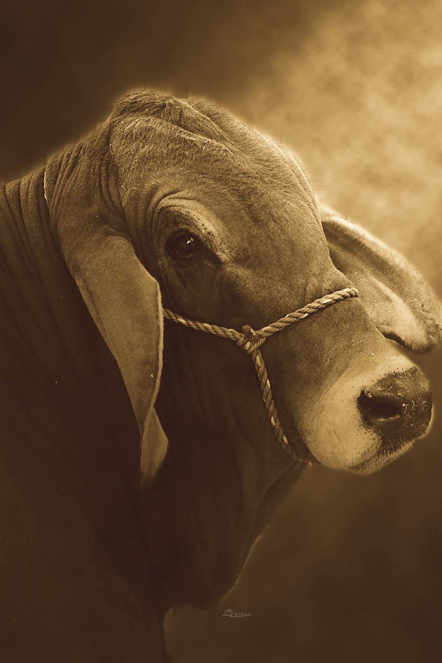 Brahman Portrait in Sepia by David W Schafer