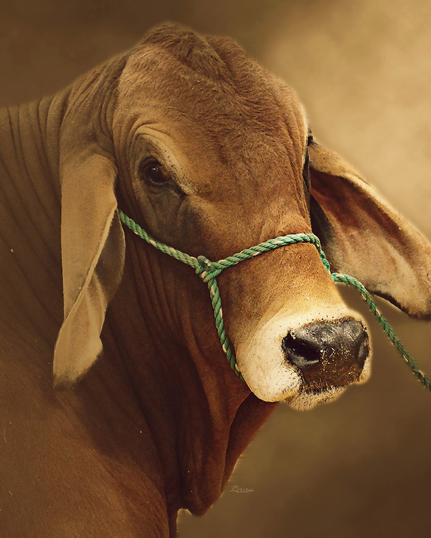 Click here to view Tranquil Bovine Elegance by David W Schafer