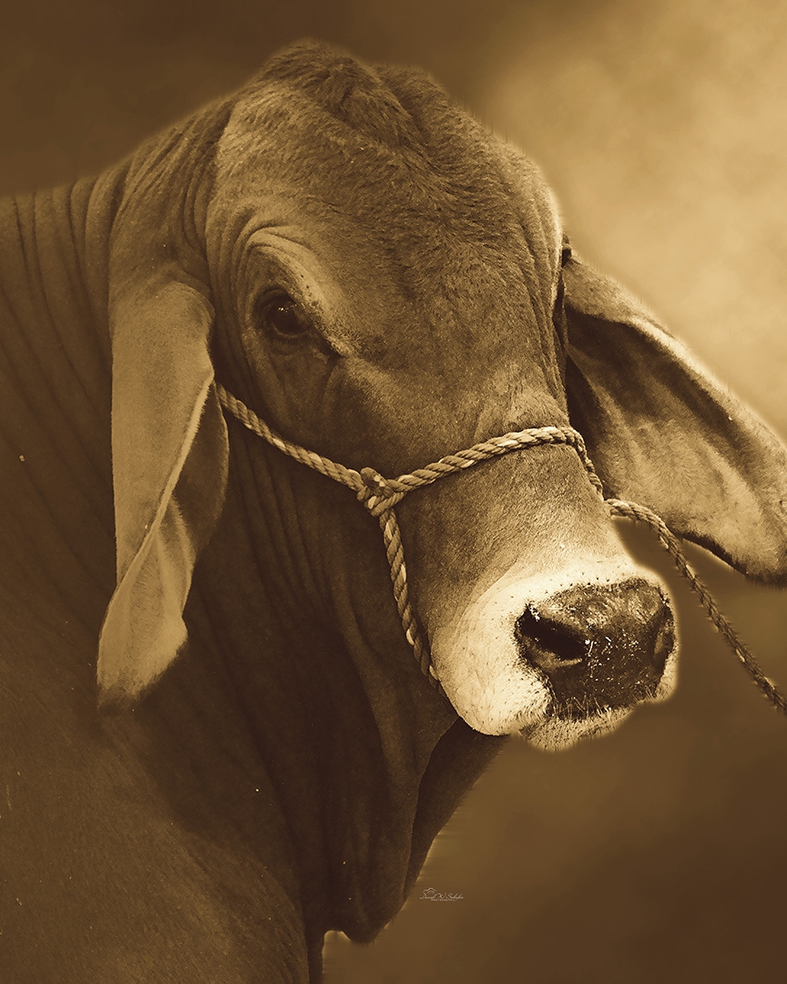 Tranquil Bovine Elegance in Sepia by David W Schafer