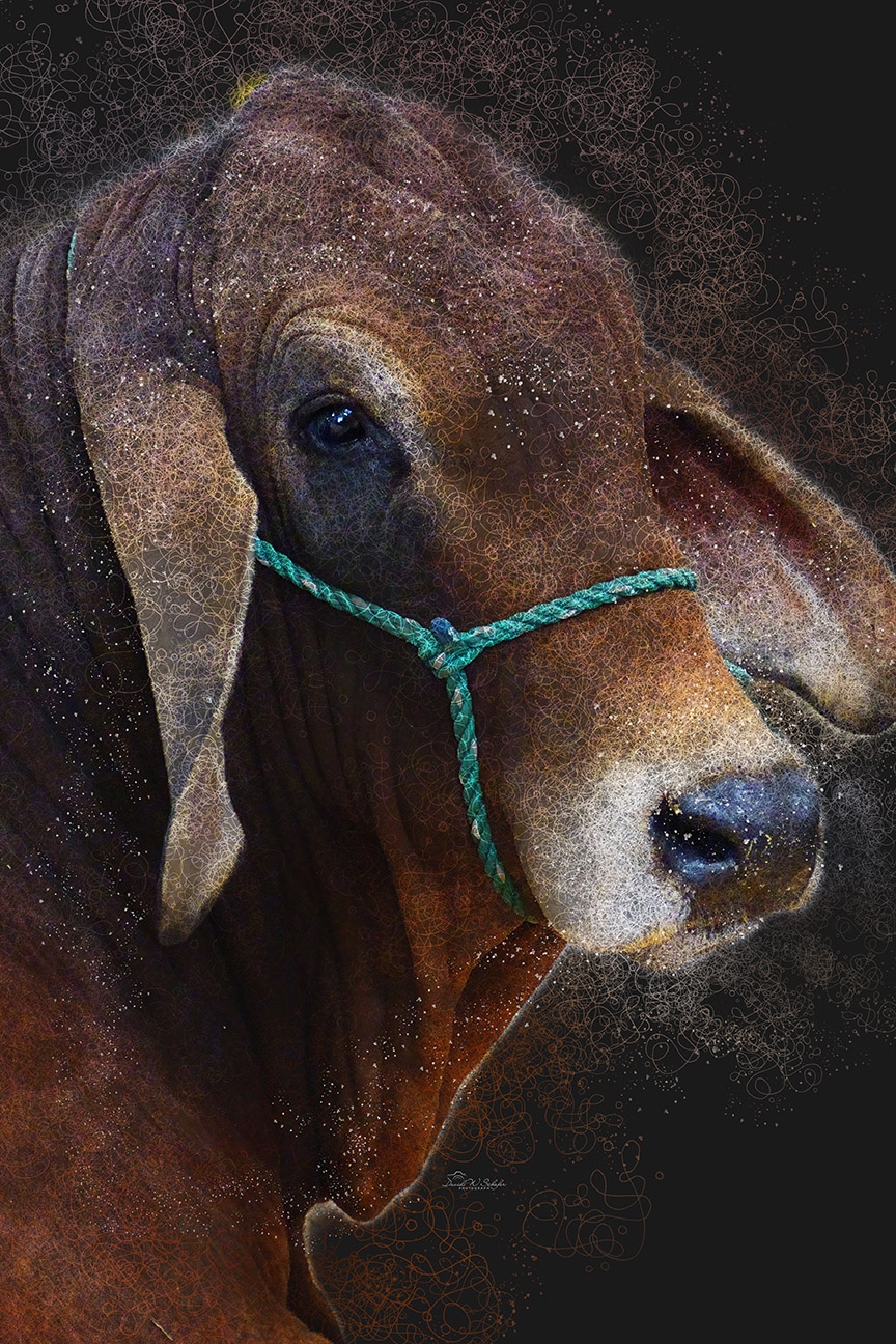 Click here to view Ear To Ear Elegance by David W Schafer