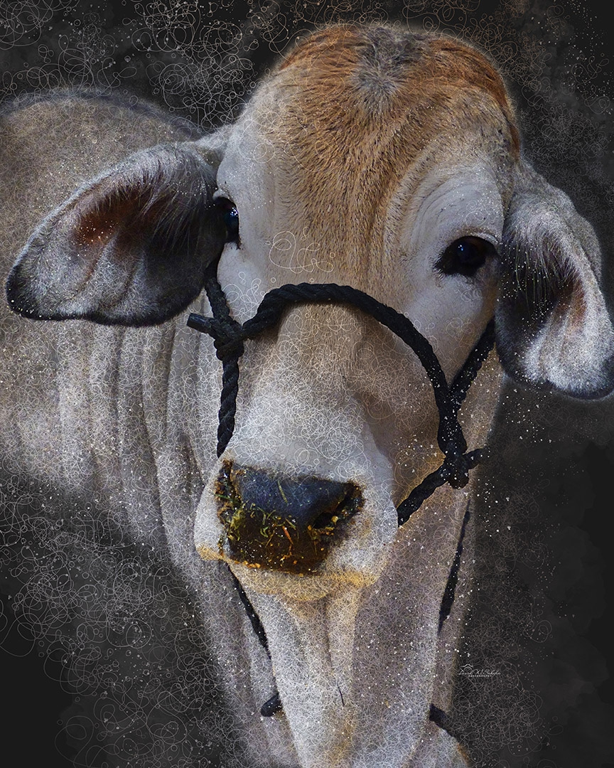 Click here to view Brahman Heifer Portrait by David W Schafer