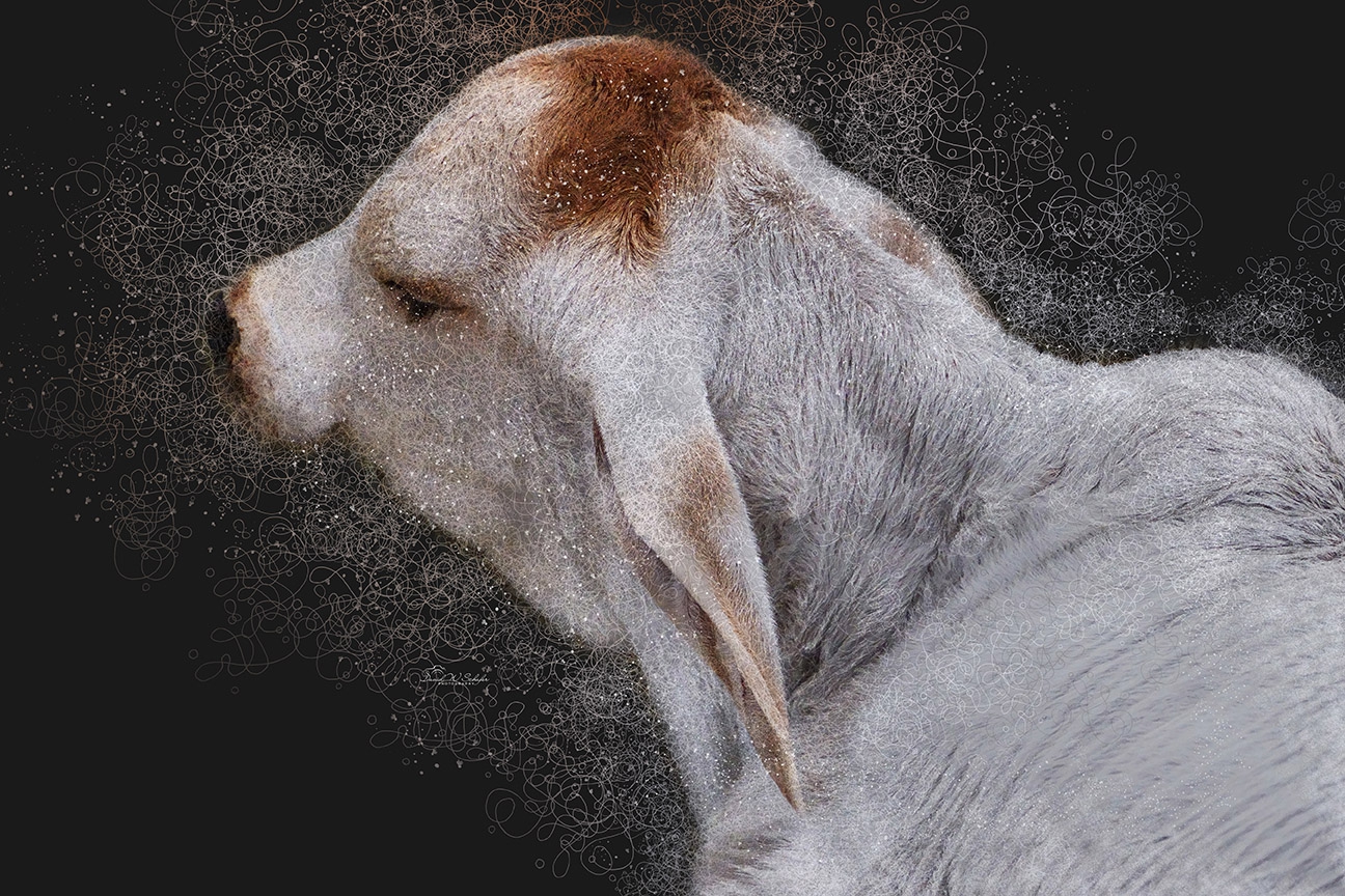 Click here to view Brahman Calf Slumber by David W Schafer
