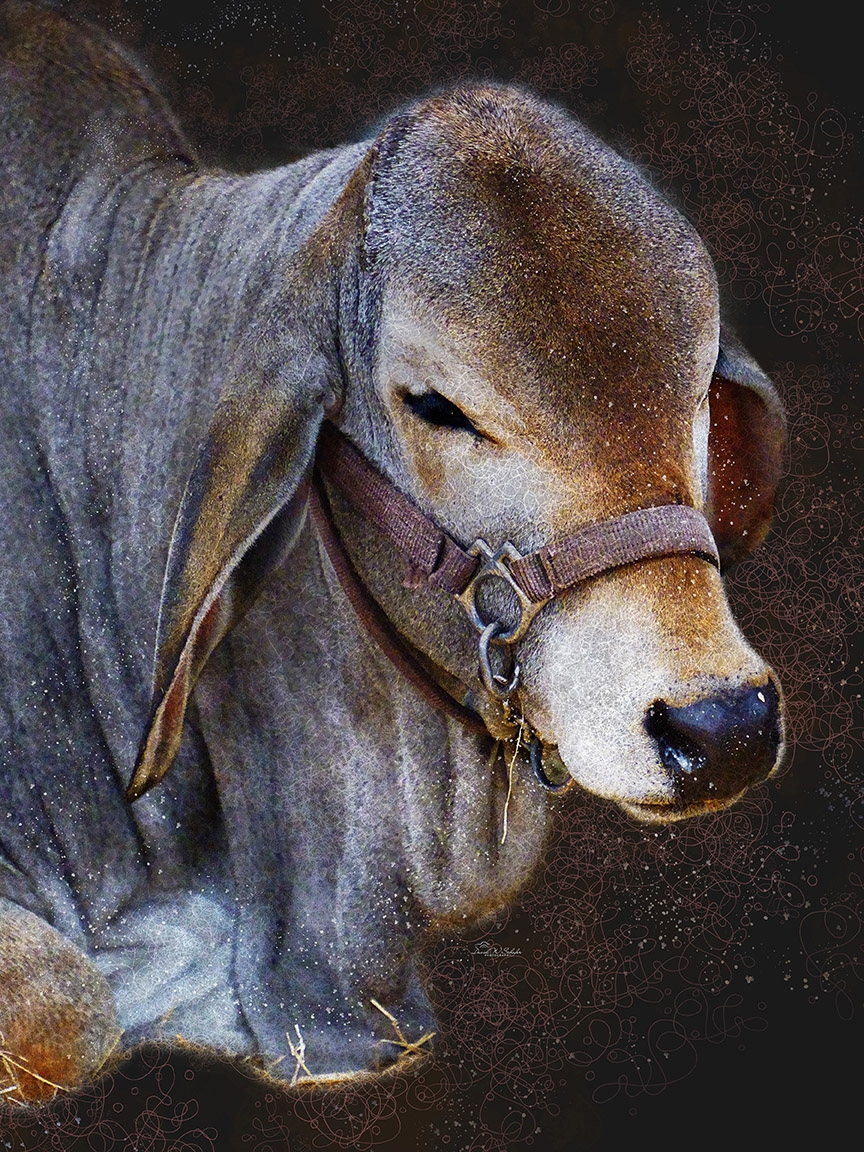 Click here to view Rustic Calm in Haltered Grace by David W Schafer