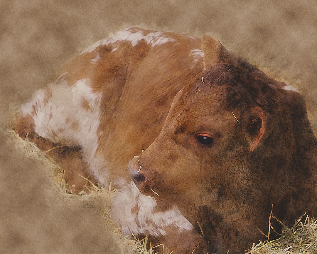 Click here to view Harmony In Hay: Young Longhorn by David W Schafer