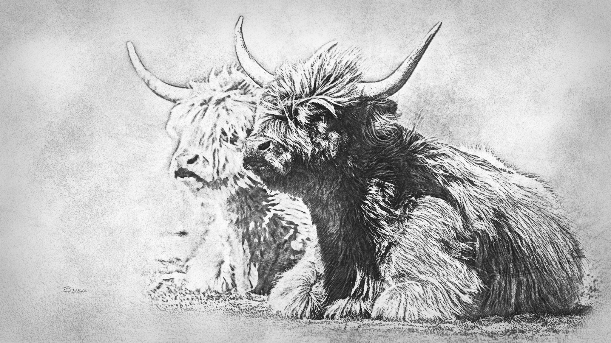 Highland Duo In Repose by David W Schafer