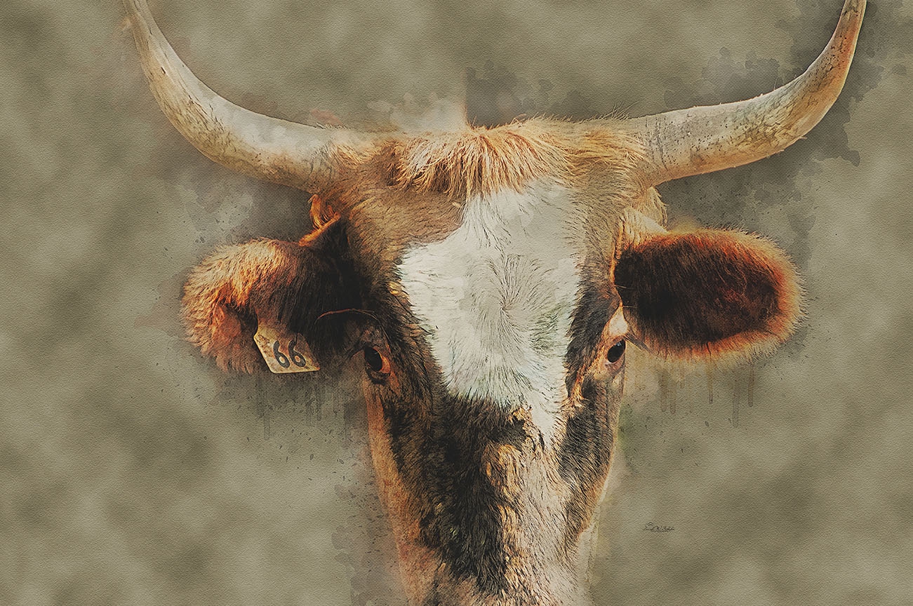 Intense Corriente Focus by David W Schafer
