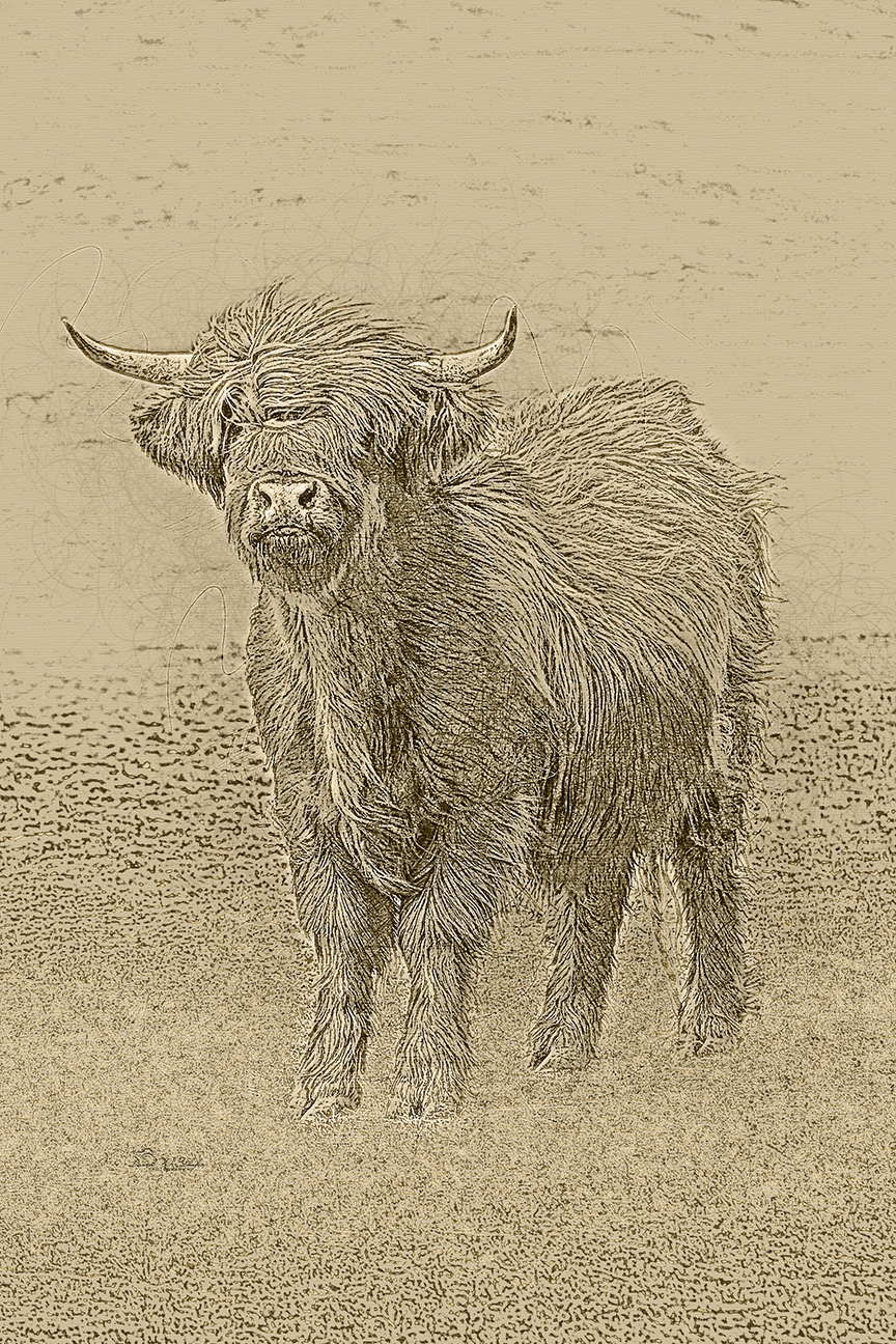 Click here to view Highland Head Held High by David W Schafer