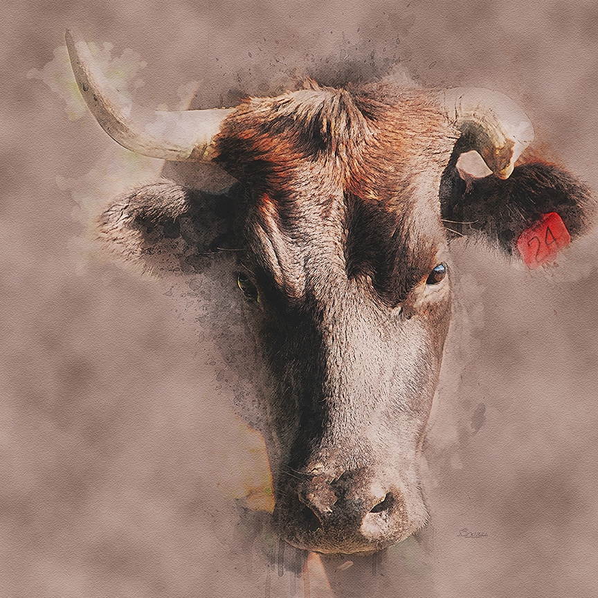 Click here to view Bovine Intensity by David W Schafer